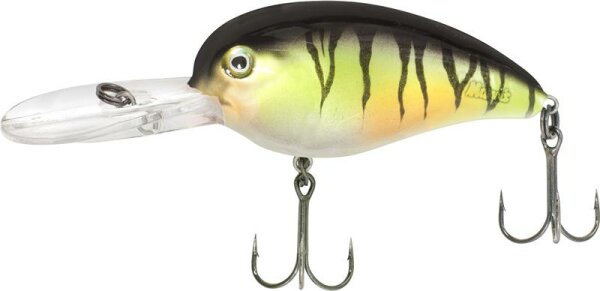 Quantum Loudmouth l Perch